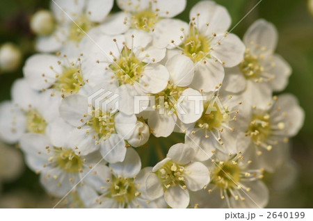 小手毬の花 2640199
