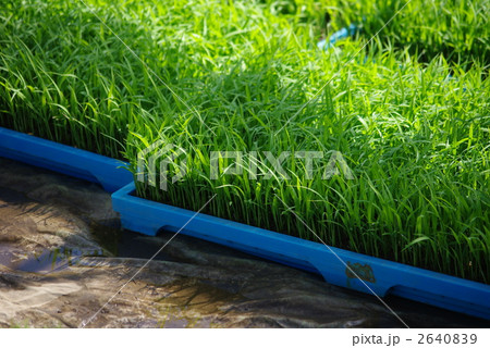 稲苗の育成 稲苗の育成 2640839