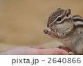 リスの餌付け 2640866
