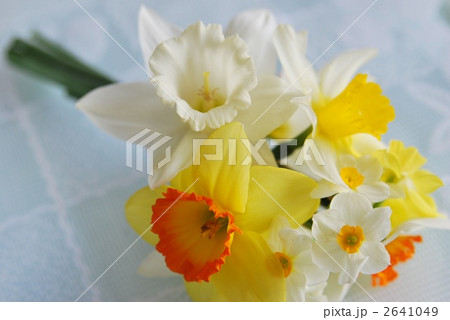 スイセン 2641049