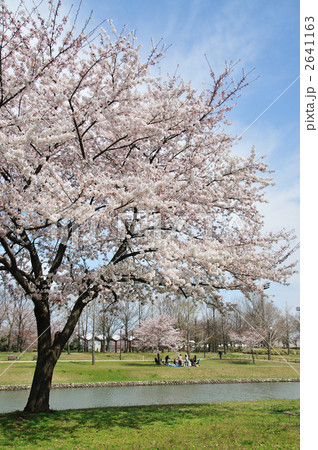 新潟県スポーツ公園の桜 新潟県スポーツ公園の桜 2641163