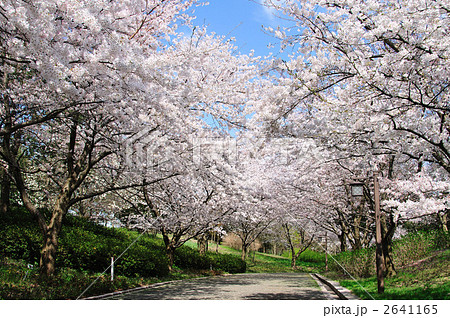 桜並木の遊歩道 桜並木の遊歩道 2641165
