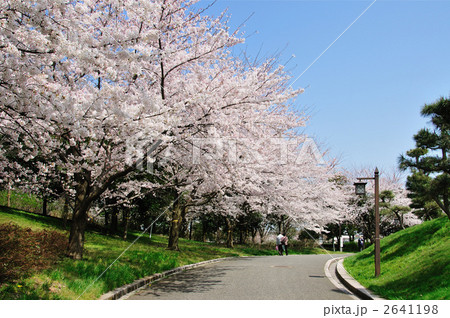 桜並木の遊歩道 桜並木の遊歩道 2641198