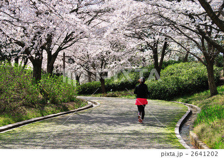 桜満開の遊歩道  2641202