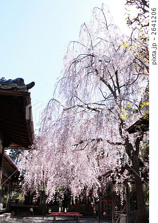 春の水火天満宮　春景 2641206