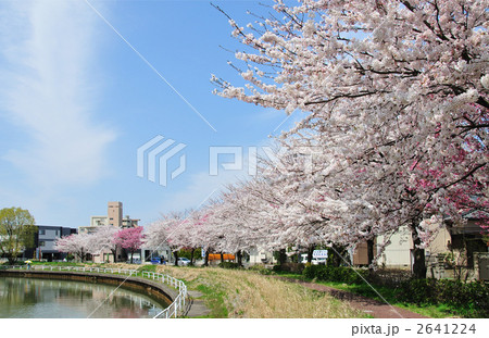 栗の木川の桜並木 2641224