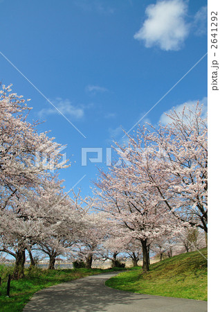 新潟県スポーツ公園の桜 2641292