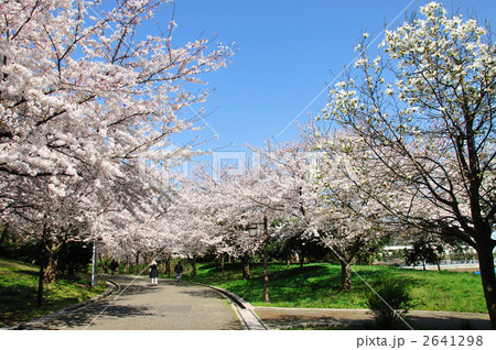 桜並木の遊歩道 2641298