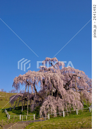 三春の滝桜 三春の滝桜 2641492