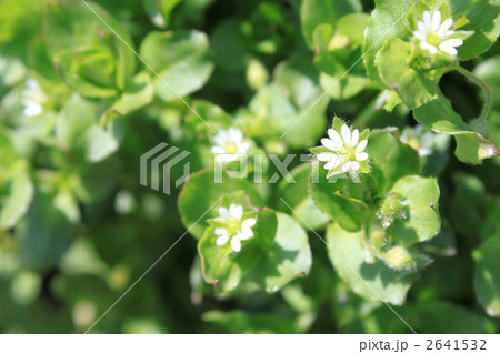 ハコベの花 2641532