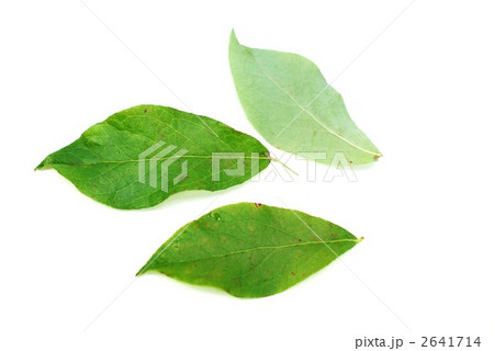 ブルーベリーの花をつけた頃の葉3葉横位置 ブルーベリーの花をつけた頃の葉3葉横位置 2641714