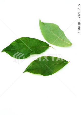 ブルーベリーの花をつけた頃の葉３葉縦位置 2641715