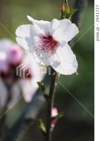 アーモンドの花 2641727