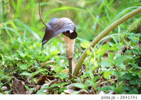 釣り糸を垂れる浦島草・横位置 2641741