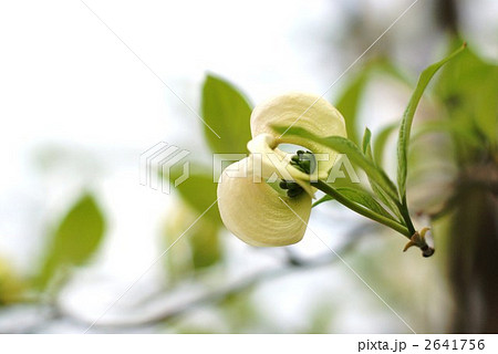 緑の集合花を包むハナミズキの総苞片 緑の集合花を包むハナミズキの総苞片 2641756