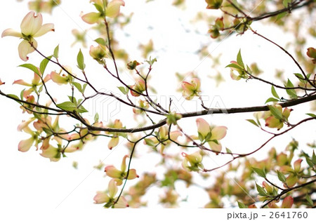 花のようなハナミズキの総苞 2641760