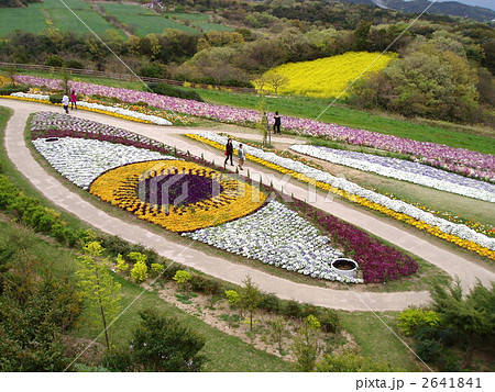 4月下旬のあわじ花さじきにて 4月下旬のあわじ花さじきにて 2641841