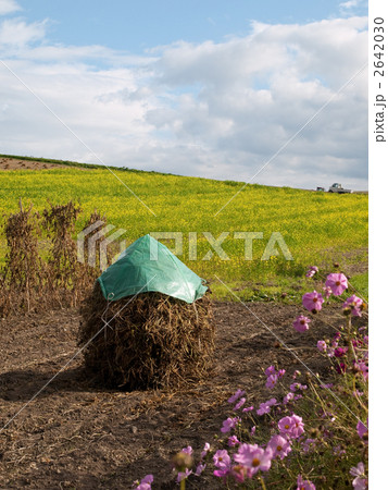 秋の美瑛 2642030