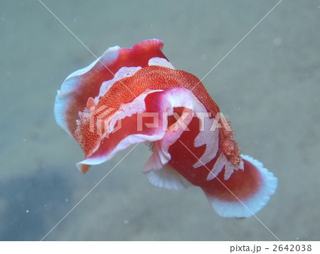 ミカドウミウシ 2642038