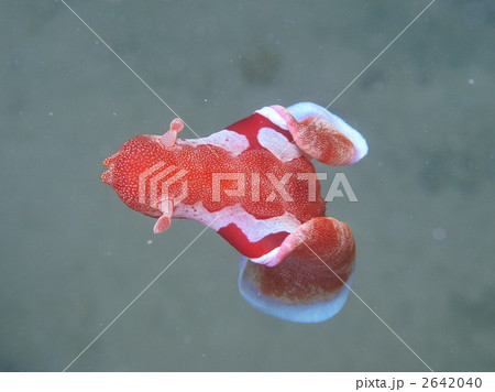 ミカドウミウシ 2642040