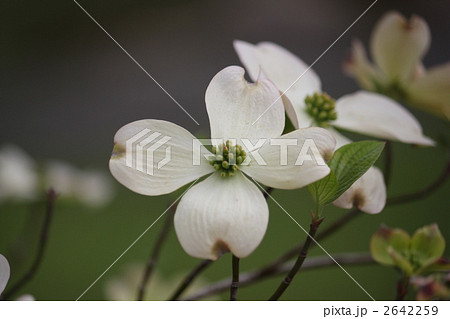 はなみずき 2642259