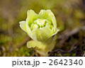 ふきのとう 2642340