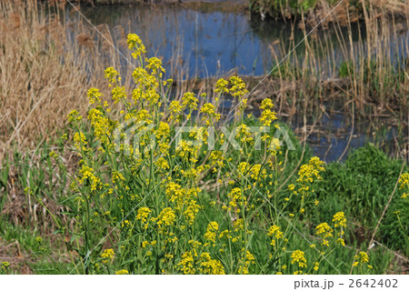 野草・カラシナ（アブラナ科） 2642402