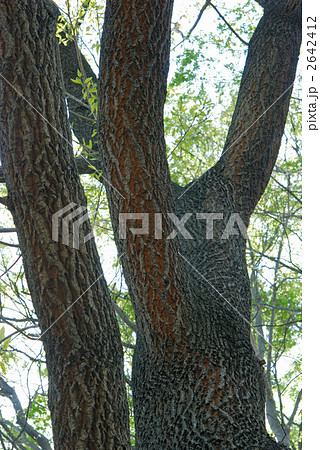 樹木・クヌギ(ブナ科) 樹木・クヌギ(ブナ科) 2642412