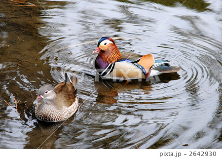 つがいのオシドリ つがいのオシドリ 2642930