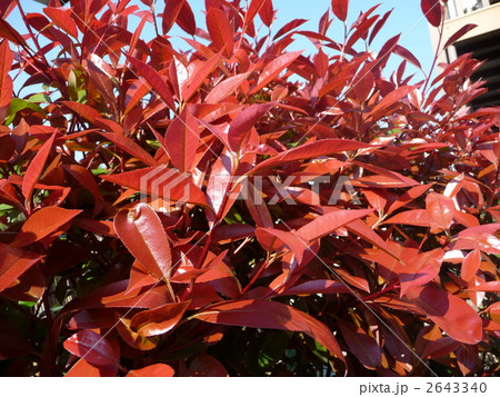 美しい紅色の新葉 「赤い葉を出したよ♪」 美しい紅色の新葉 「赤い葉を出したよ♪」 2643340