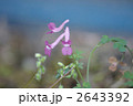 2643392
