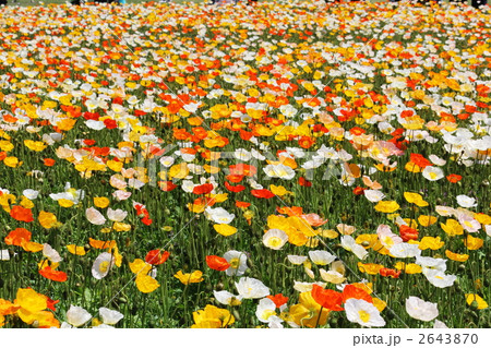 カラフルなポピーの花畑 2643870