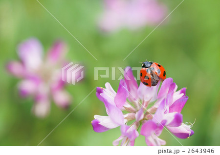 テントウムシ 2643946