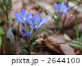 フデリンドウ 2644100