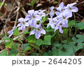 タチツボスミレ 2644205