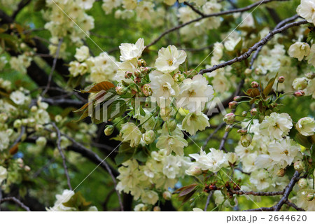 樹木・ウコンザクラ（バラ科） 2644620