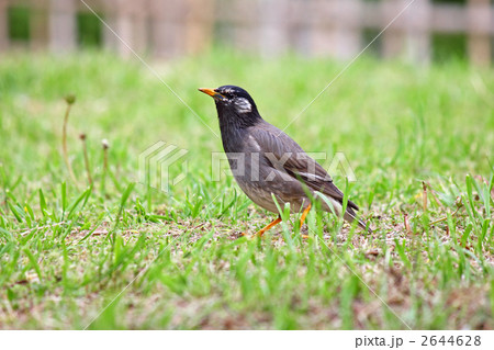 椋鳥 2644628