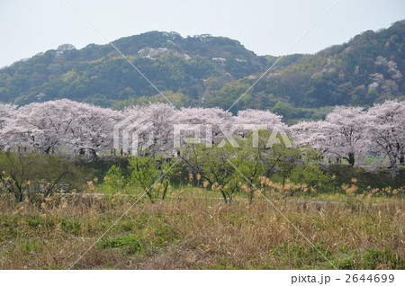 京都　背割り桜 2644699