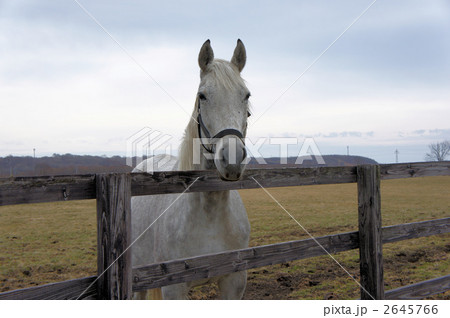 芦毛チャン 芦毛チャン 2645766