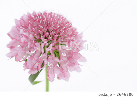 スカビオサ・サーモンピンクの花弁のアップ2 スカビオサ・サーモンピンクの花弁のアップ2 2646286