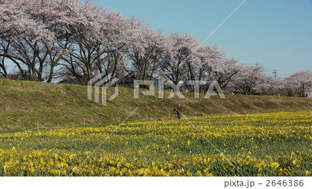 堤防の桜と水仙 2646386