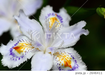 著莪 著莪 2646411