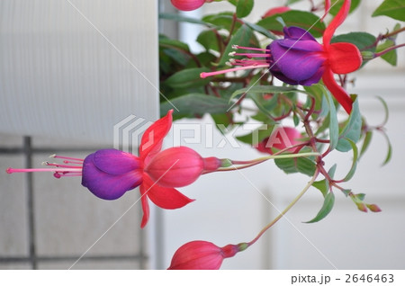 花 花 2646463