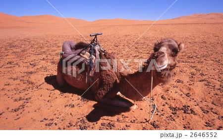 サハラ砂漠 サハラ砂漠 2646552