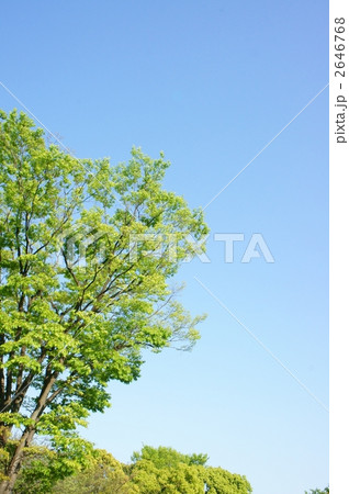 森林と青空 2646768