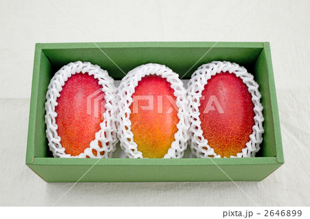 箱入りマンゴー 2646899