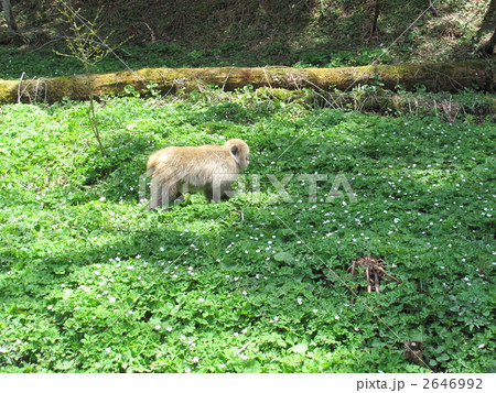 上高地のニリンソウ群落 2646992
