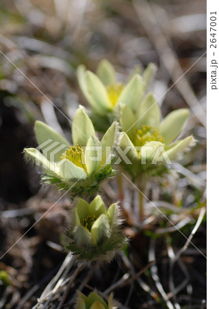 ツクモグサ 2647001