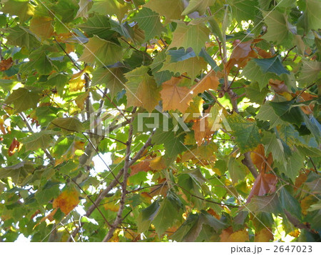 メイプルリーフ　紅葉　アメリカにて 2647023