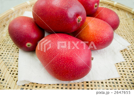 マンゴー マンゴー 2647655